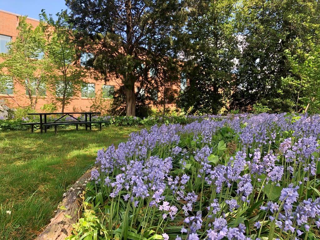 Spanish bluebells near a picnic table under the trees