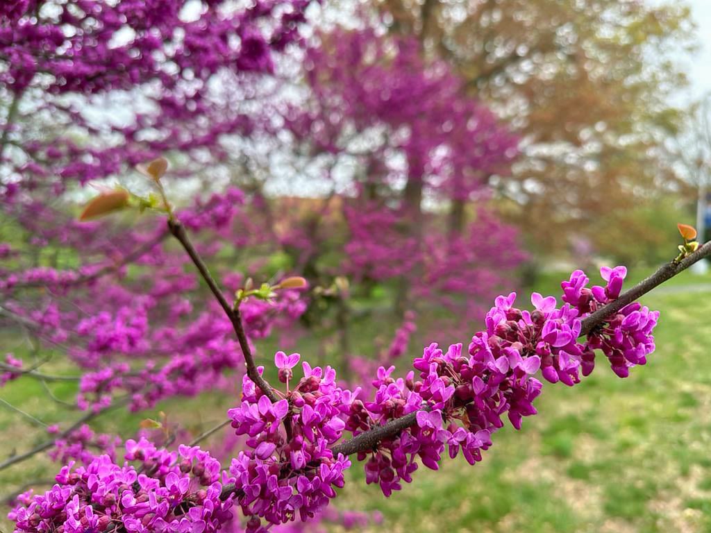 The branch of a redbud tree in full bloom