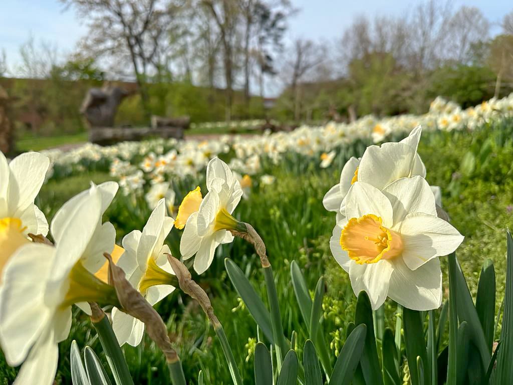 A field of white and yellow daffodils