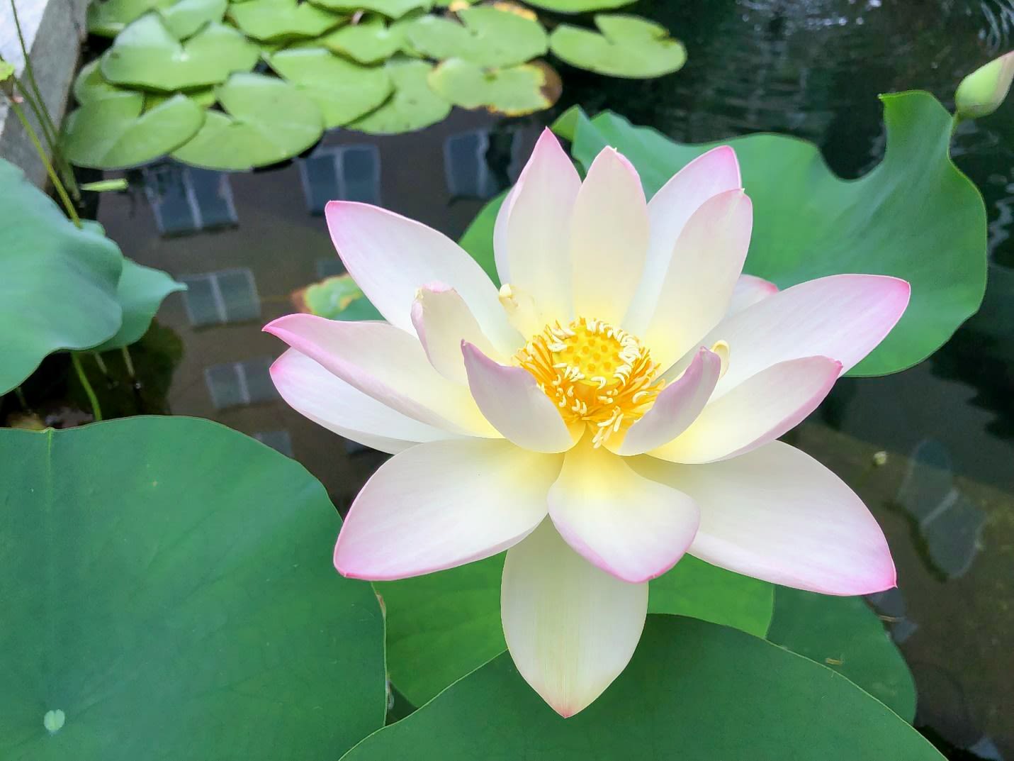 Sacred lotus in full bloom