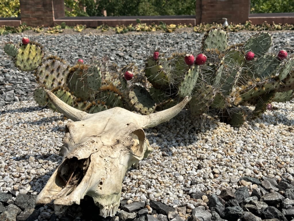 Prickly pear bearing fruit near a sun-bleached animal skull