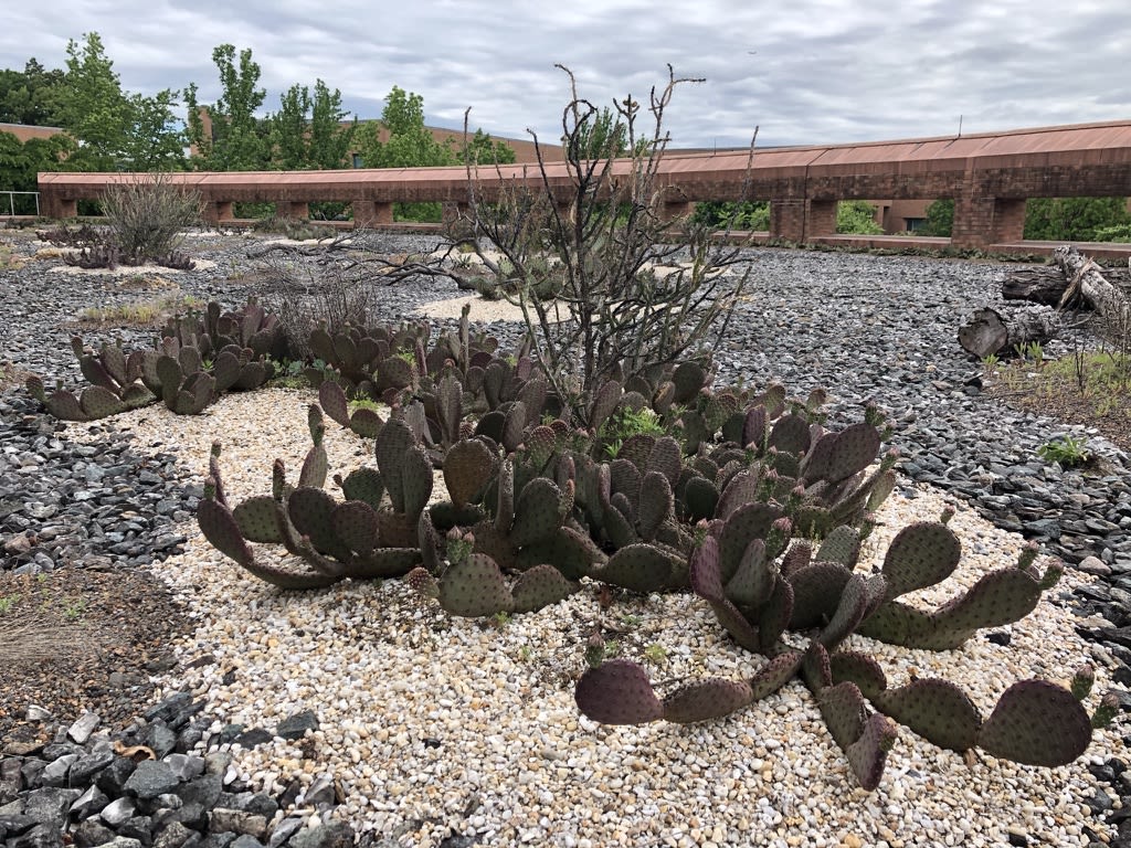 Prickly Pear ‘Coombe’s Winter’