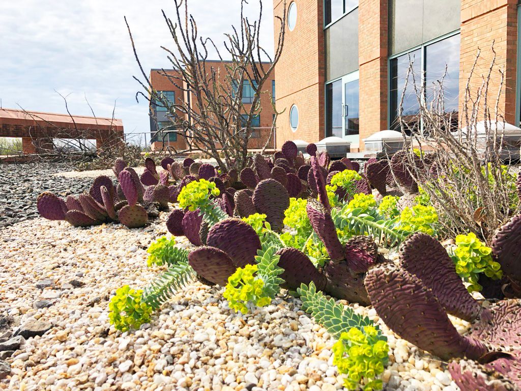 Blooming euphorbia