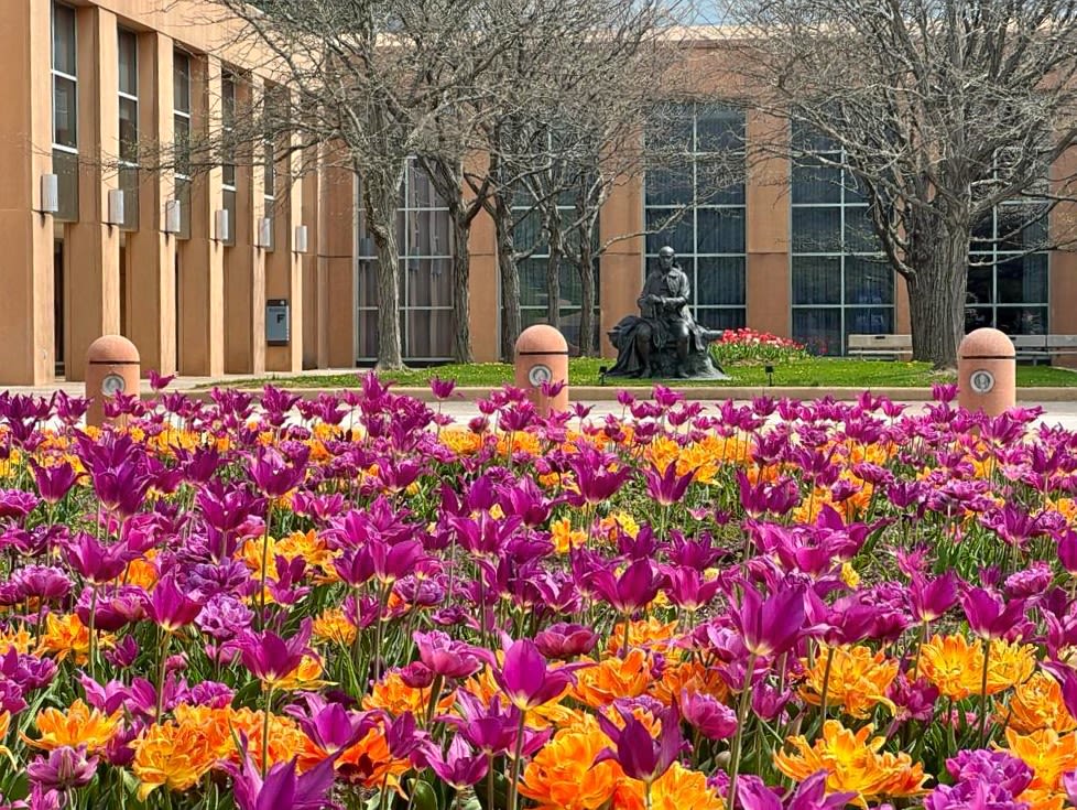 Ben Franklin's statue viewed from a field of flowers