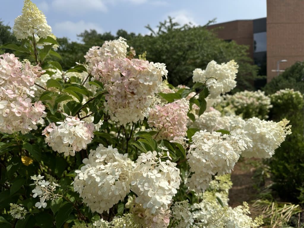Hydrangeas in the ceremonial circle