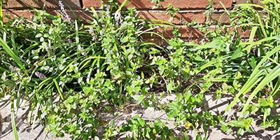 The mint planted in memory of Paulette Delaunay-Fogg