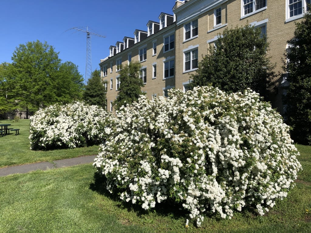 Bridal wreath spirea dedicated to Ambassador Daniel Smith