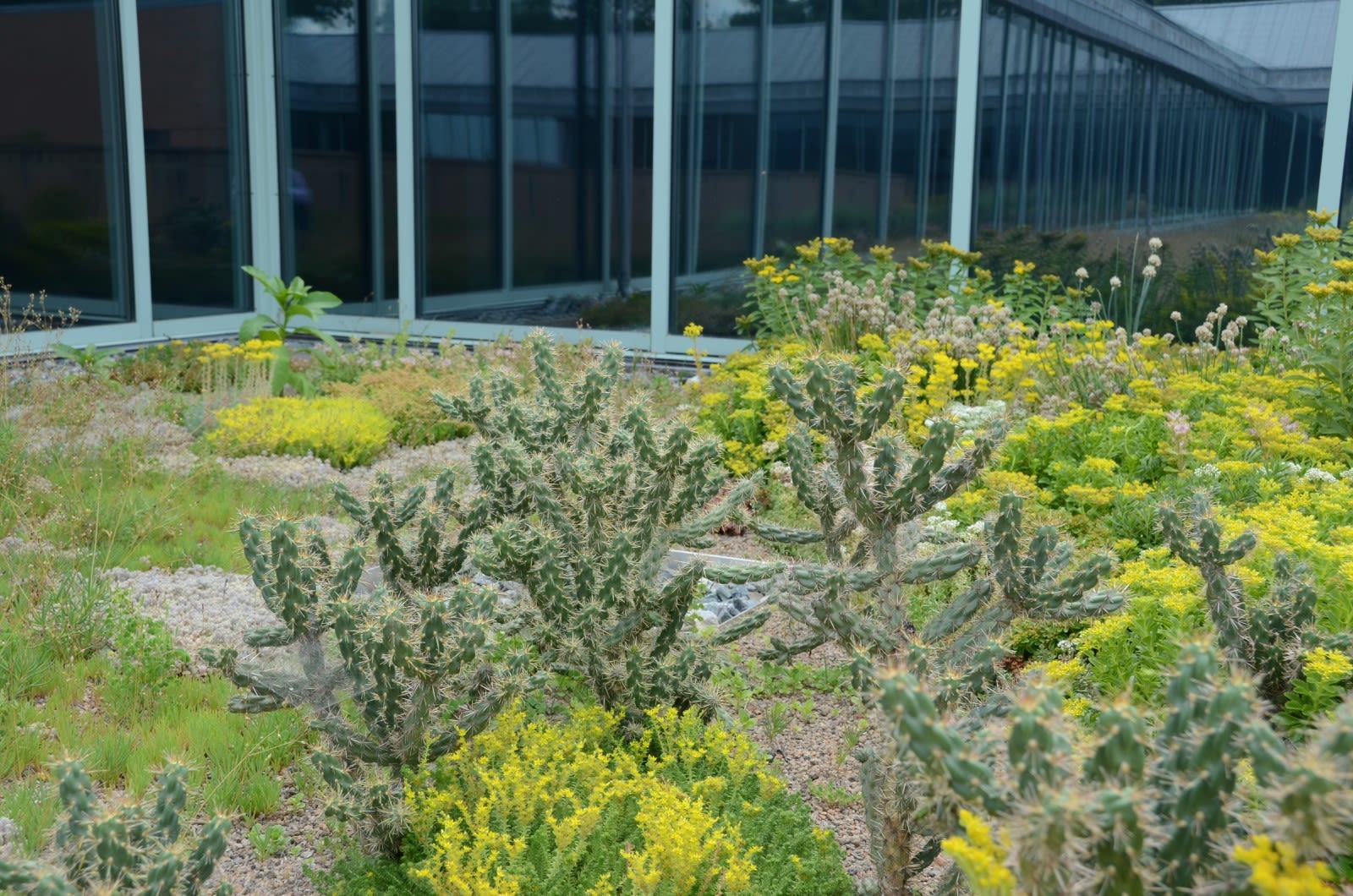 A corner of the Green Roof with cholla cactus and bloom sedum