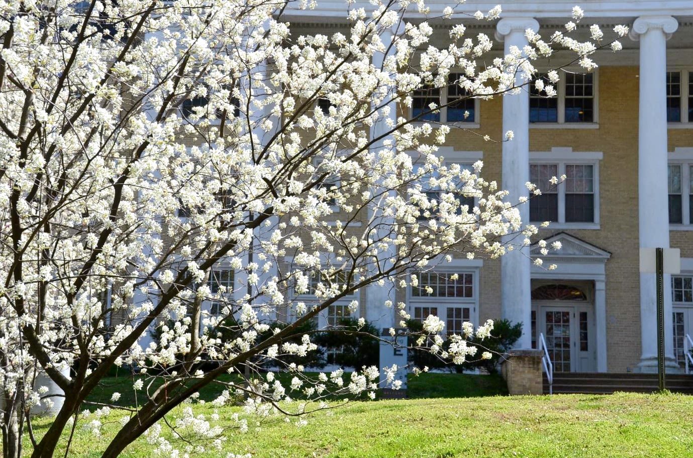 Shadbush in bloom in front of Arlington Hall
