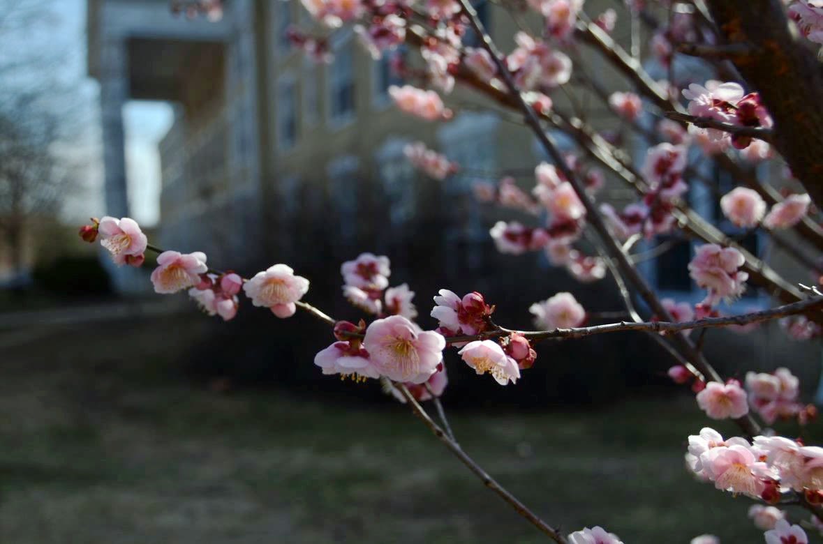 ‘Nicholas’ Chinese Plum Blossom in bloom outside of Arlington Hall