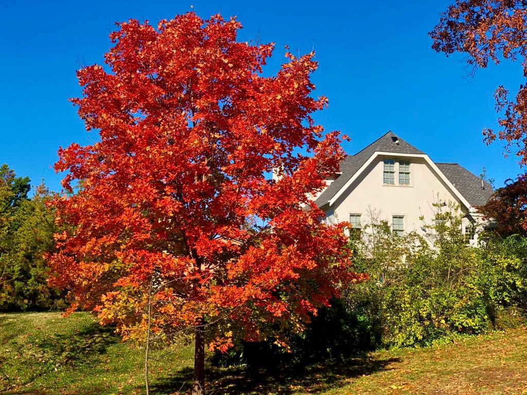 A large maple with a cottage in the background