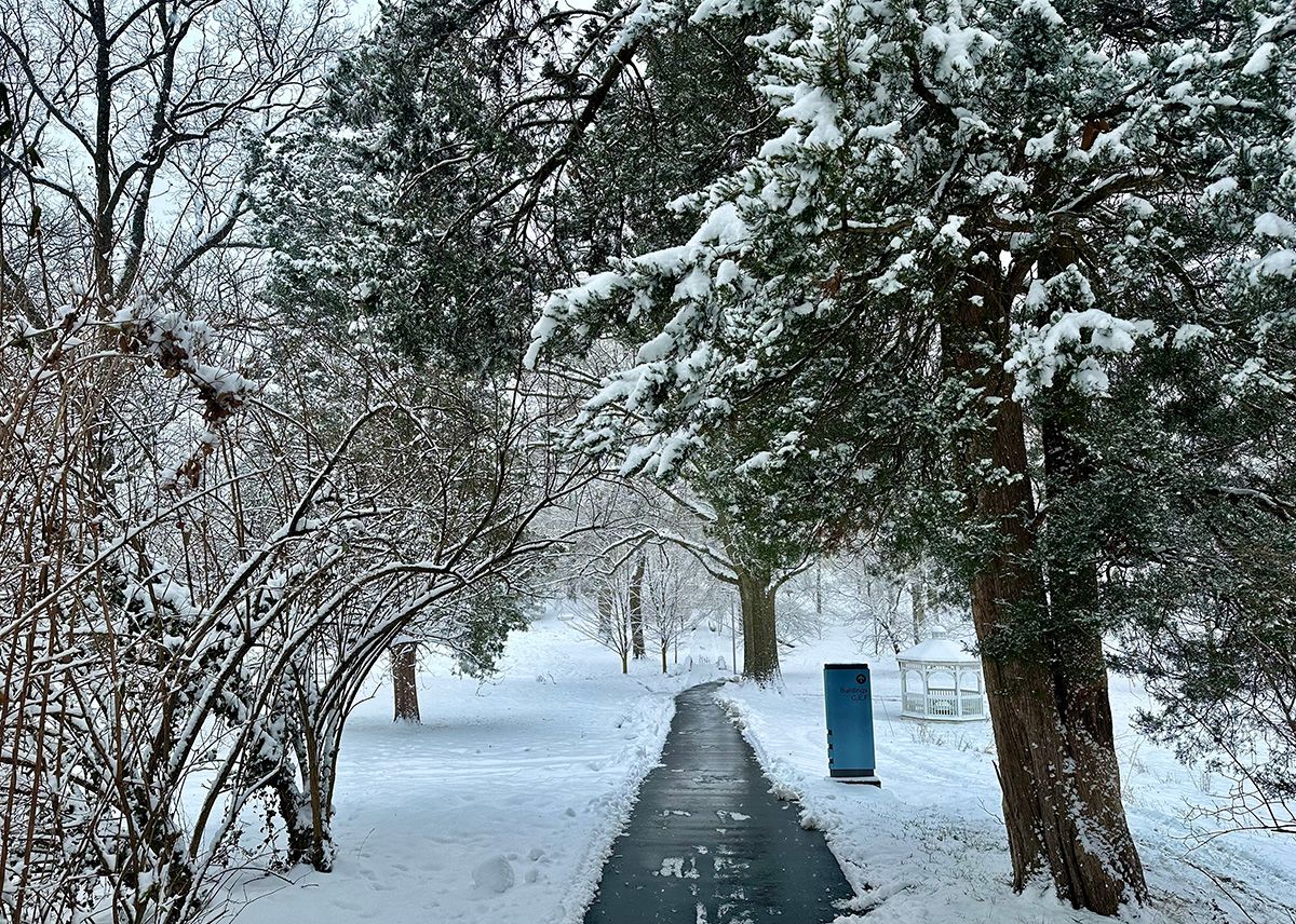 The grove in winter