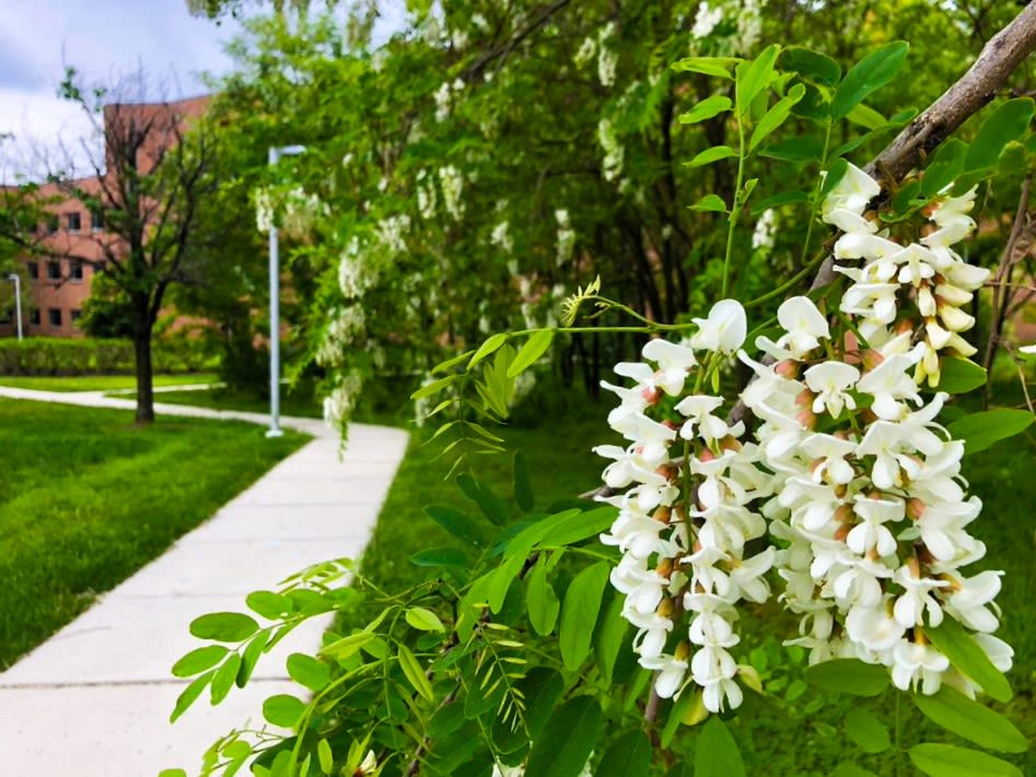 Black locust flowers in bloom beside a sidewalk