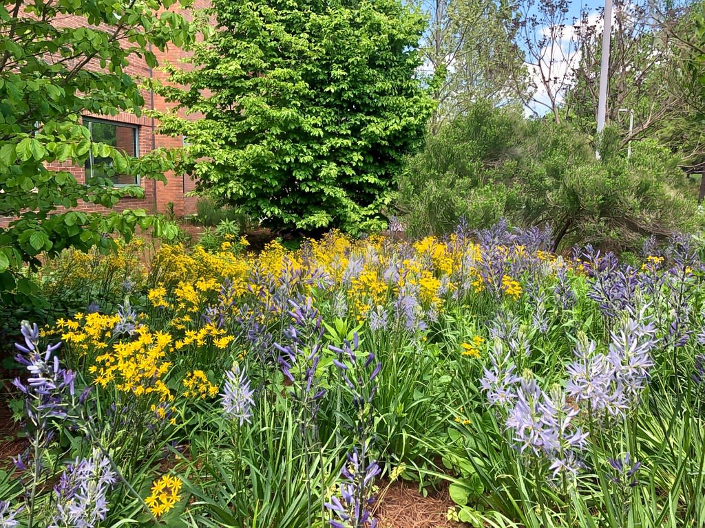 Field of spring flowers and trees