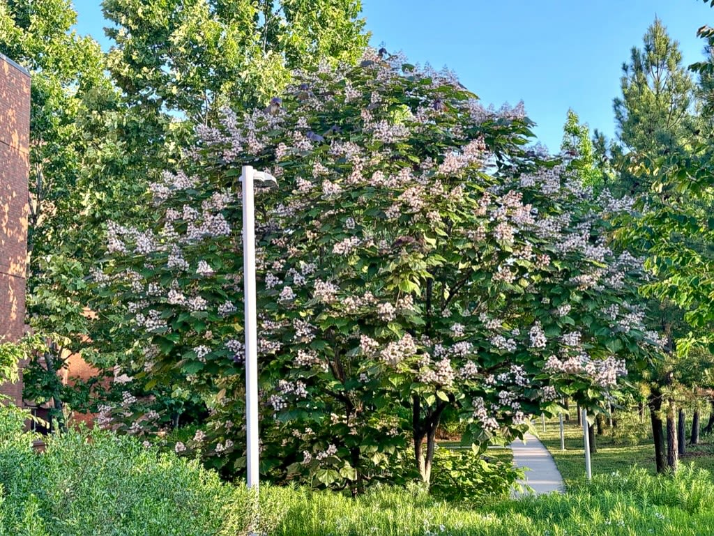 Catalpa tree in full bloom