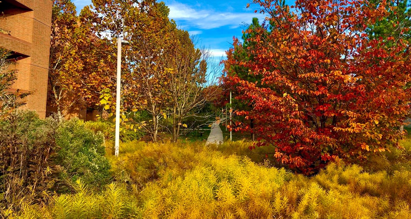A view of the Narrows in autumn