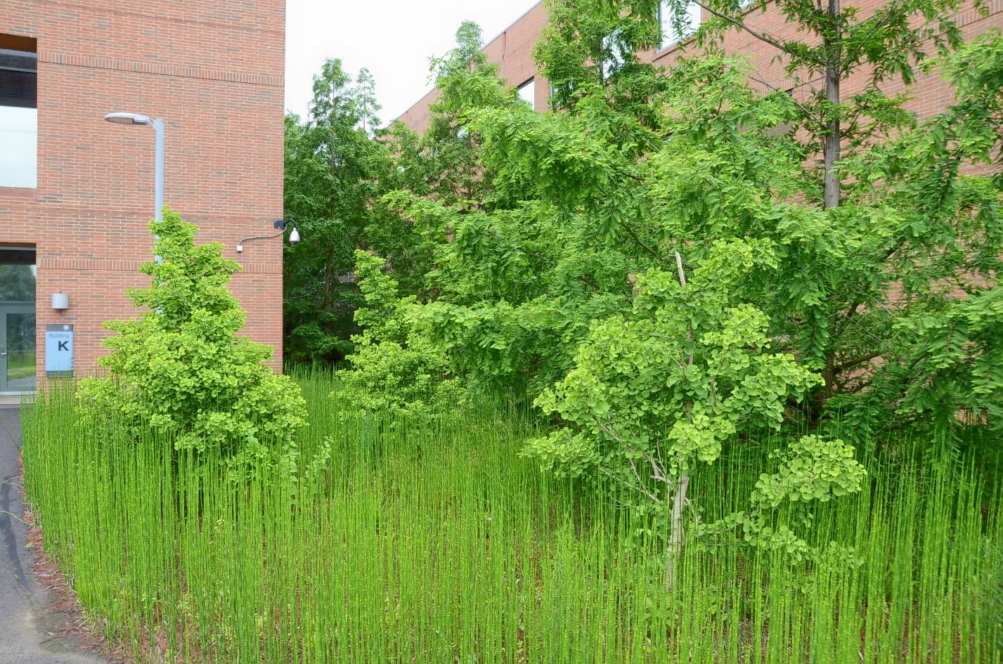 Trees and horsetail plants