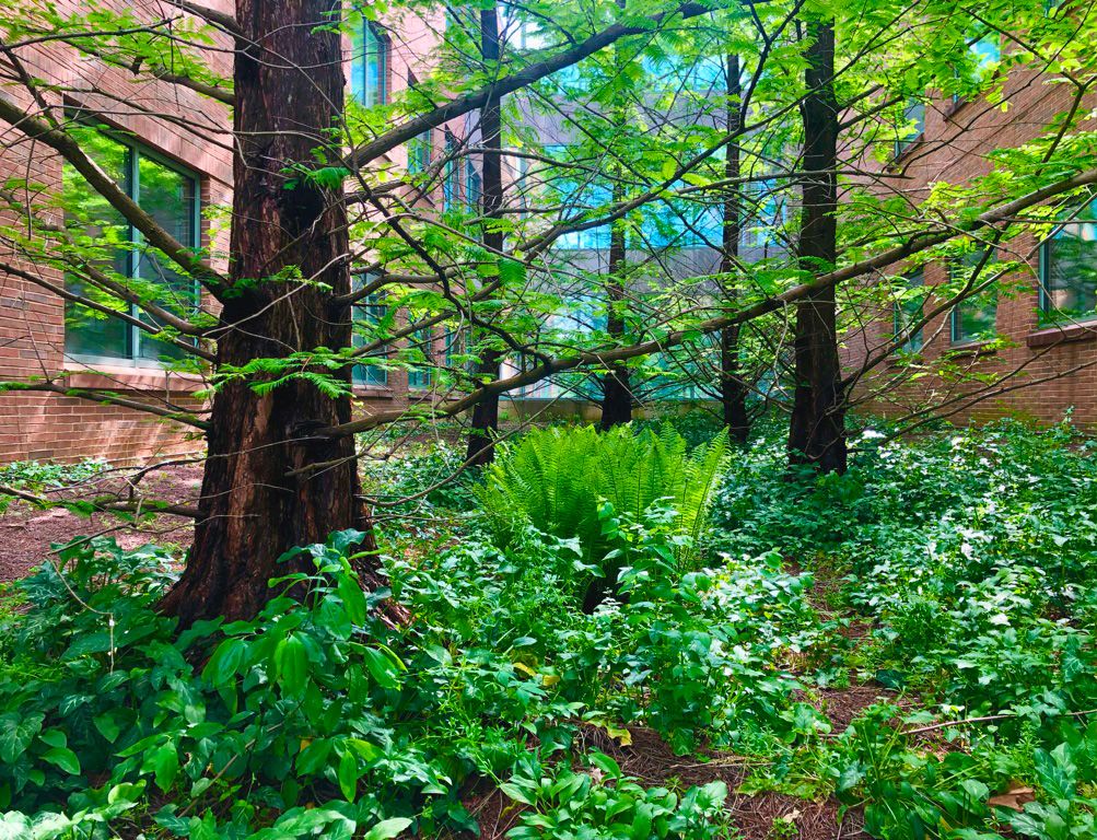 The forest floor of the Paleogarden