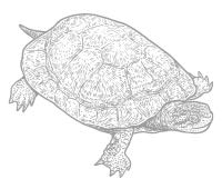Sketch of a water turtle
