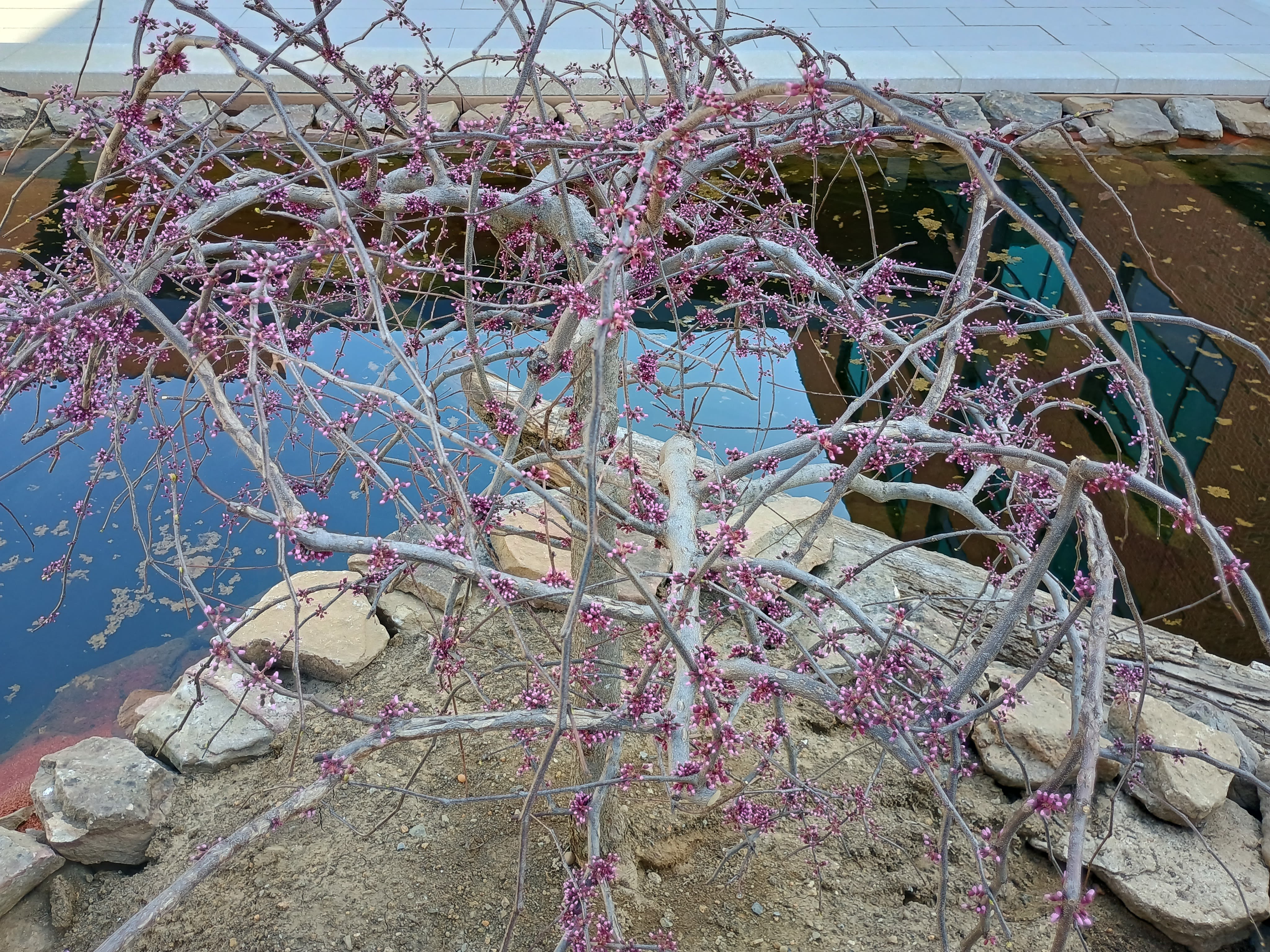 Close-up of a pink flowering tree reaching over Polaschik Pond