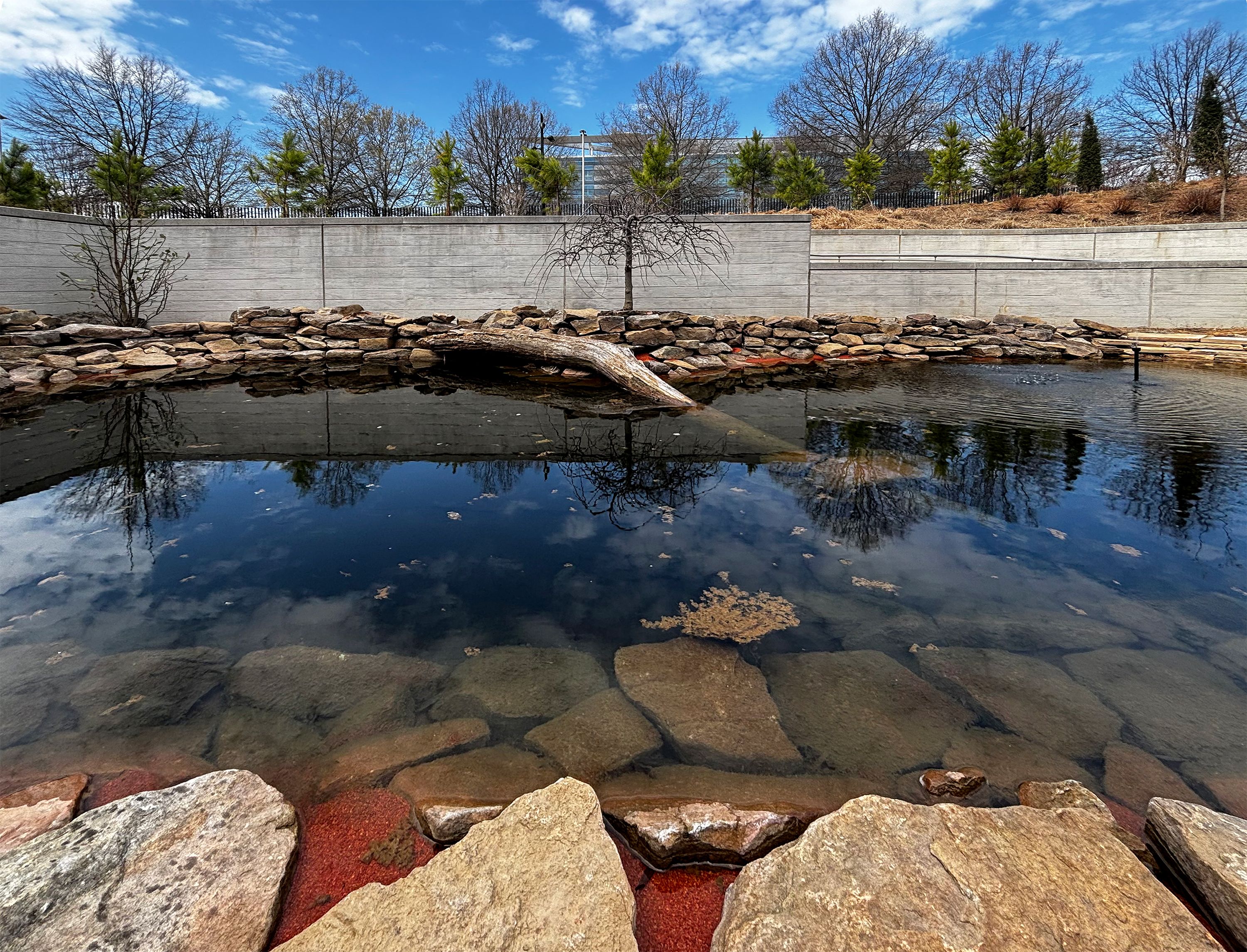 Polaschik Pond on a sunny day, featuring a submerged dead tree and extensive hardscaping that blends into the landscape. 