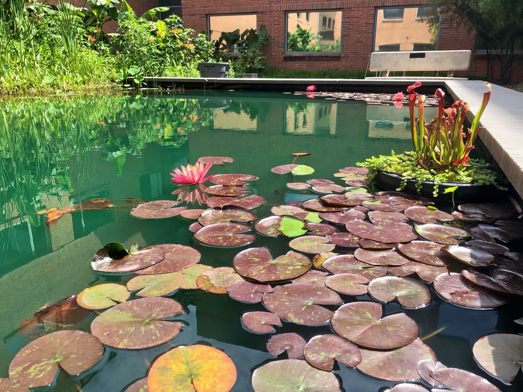 Water lily pads