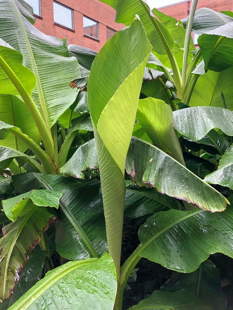 Japanese Fibre Banana plants
