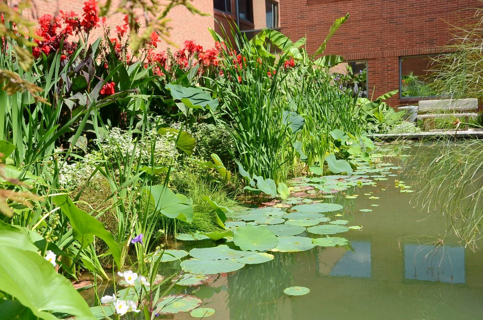 Side view of the Pond