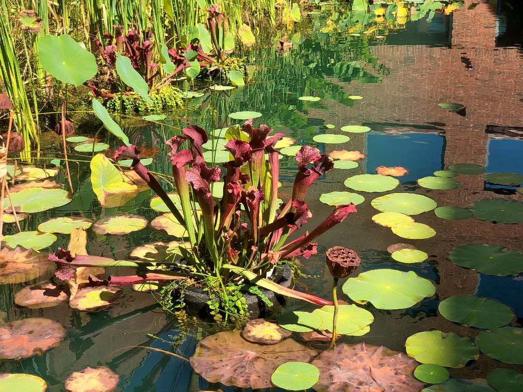 White Trumpet Pitcher Plant