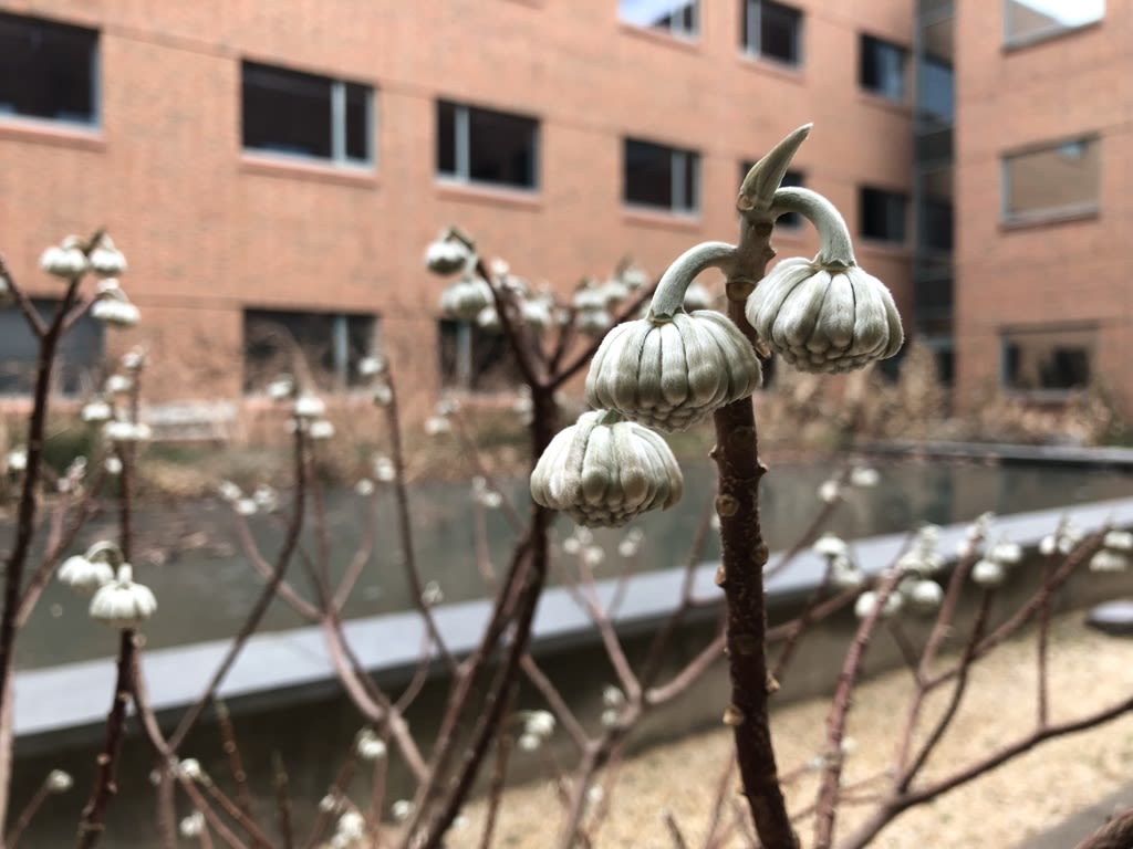 Paper bush buds