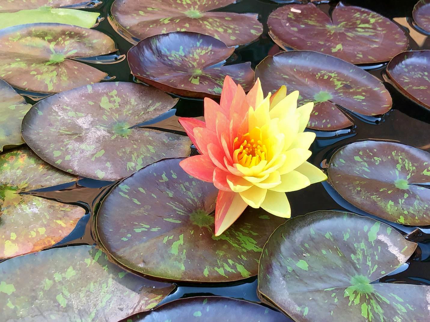 'Wanvisa' Water Lily