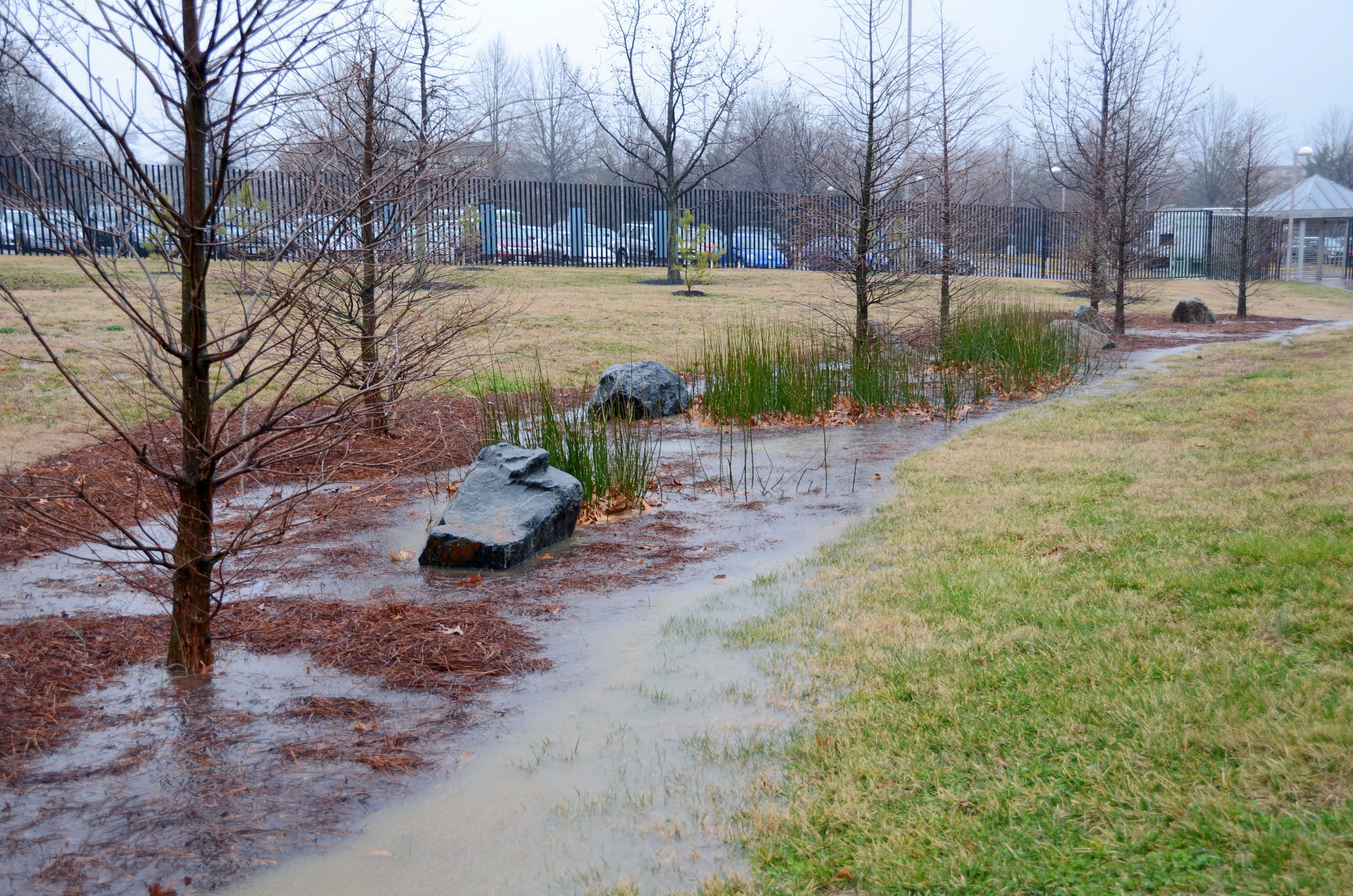 Alternating bald cypress trees and horsetail plants in stormwater