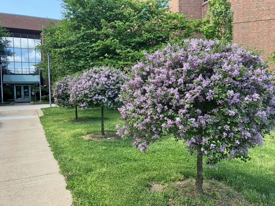Meyer's lilac
