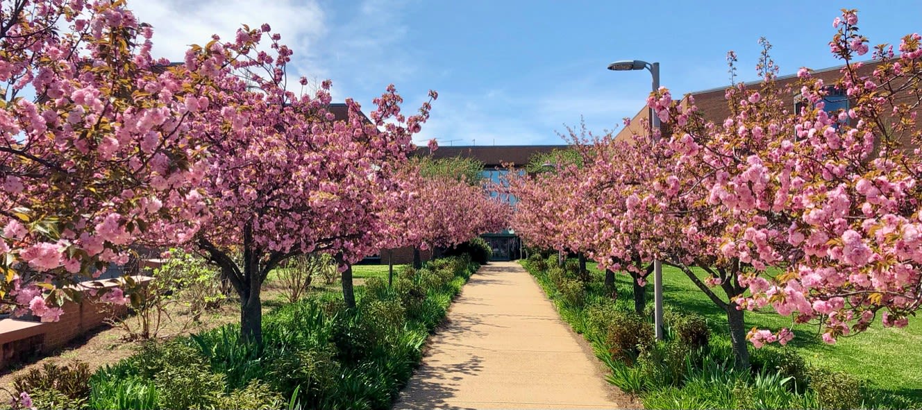 A view down the center of the Promenade with pink Kwanza cherry trees in full bloom