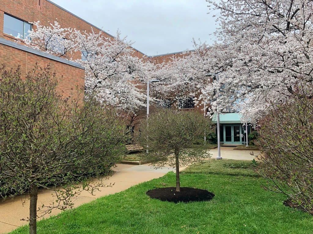Kwanza cherry trees budding set against white Yoshino cherry trees in full bloom