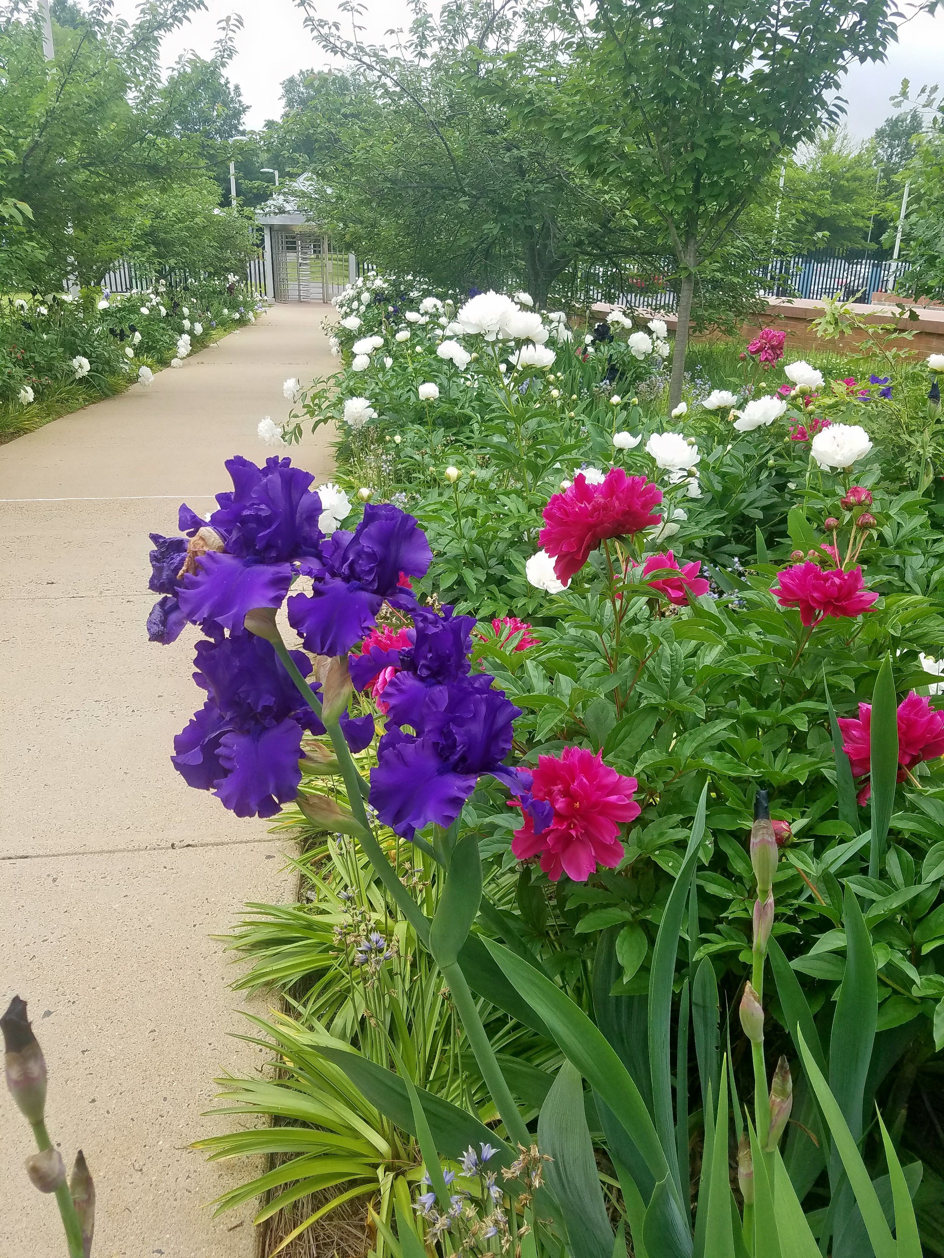 Purple iris, magenta and white peonies
