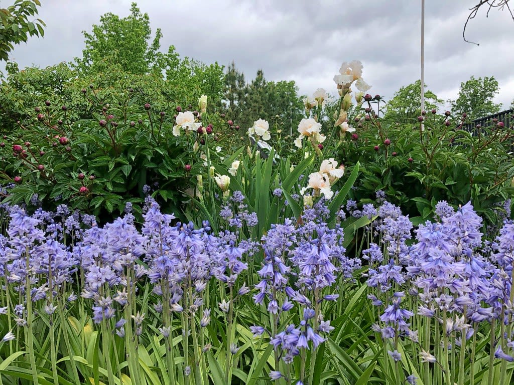 Spanish bluebells set against budding peonies