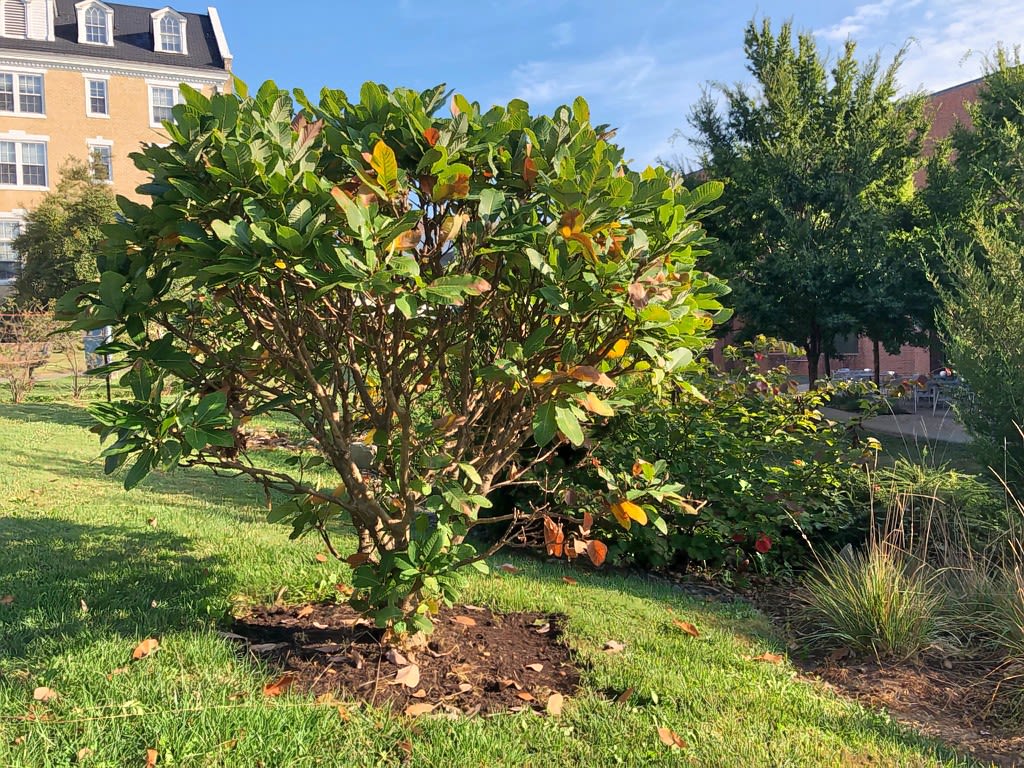Armenian oak
