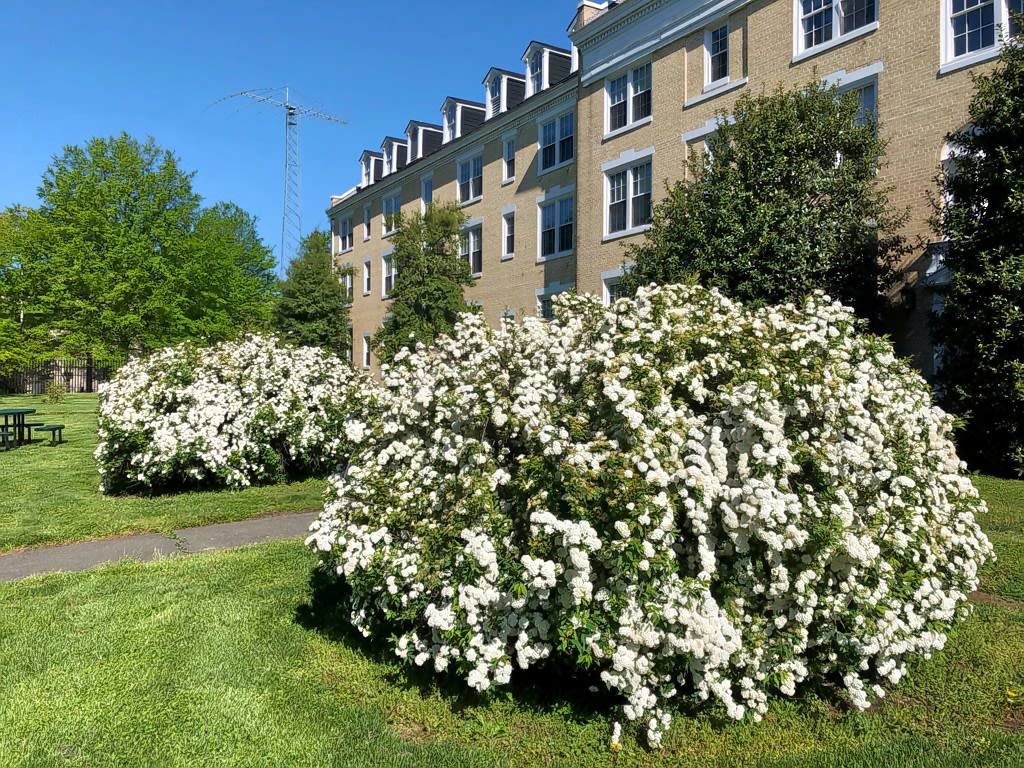 Bridal wreath in full bloom