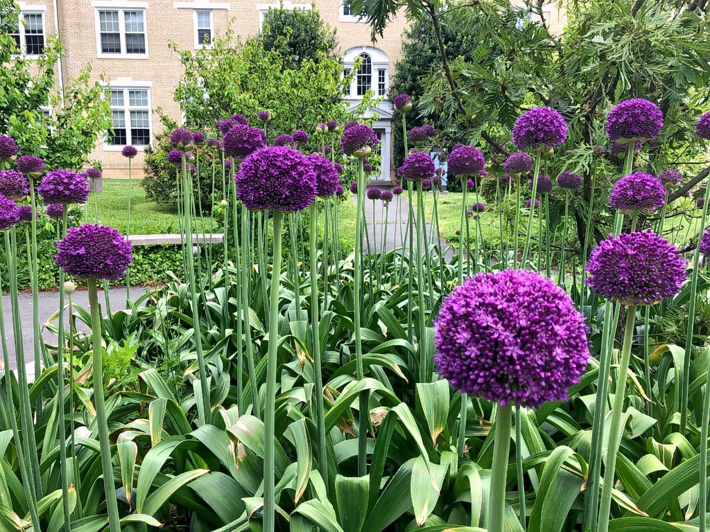 Alliums in bloom