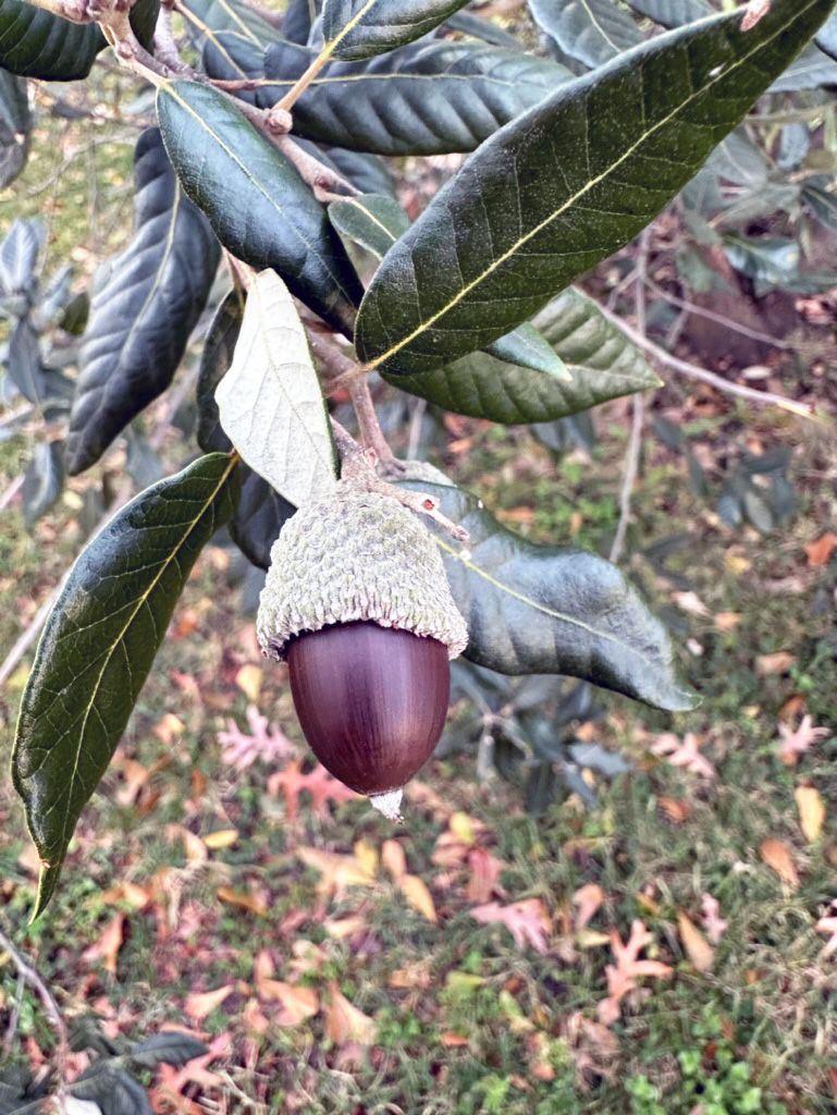 An acorn