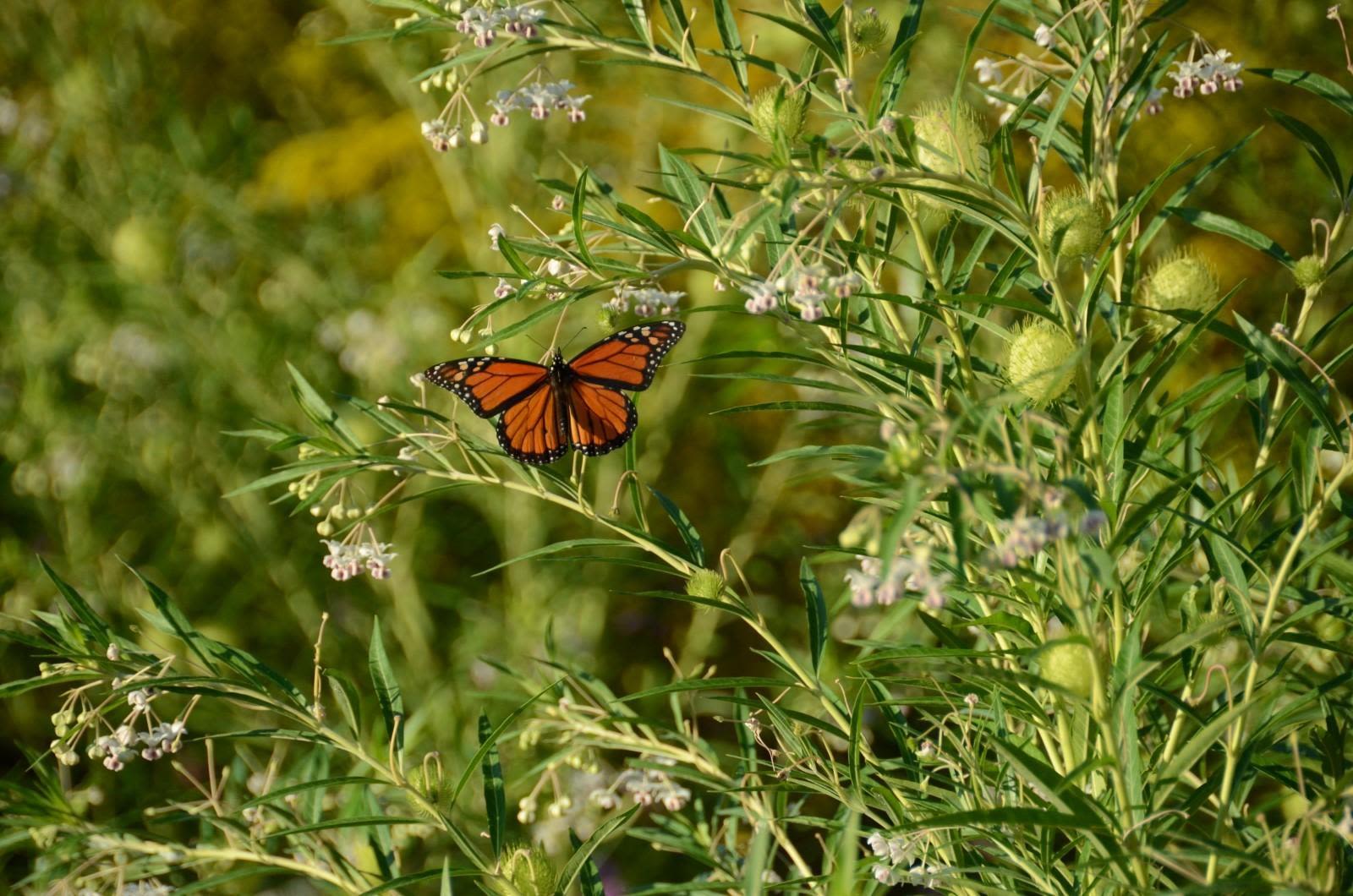 A monarch butterfly feeding on Gomphocarpus 