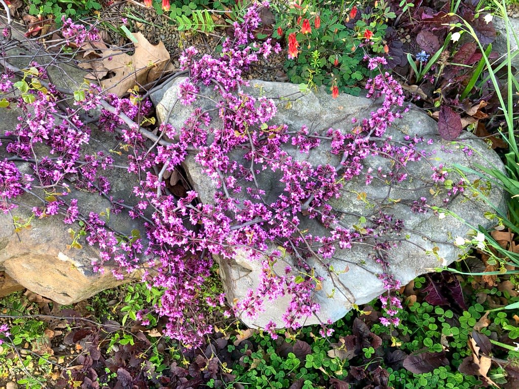 Redbud branch covering a large rock
