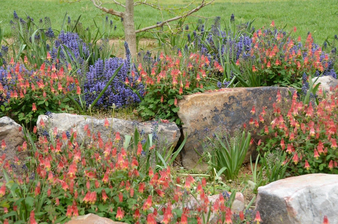 Violet and salmon-colored wildflowers in the Rockery