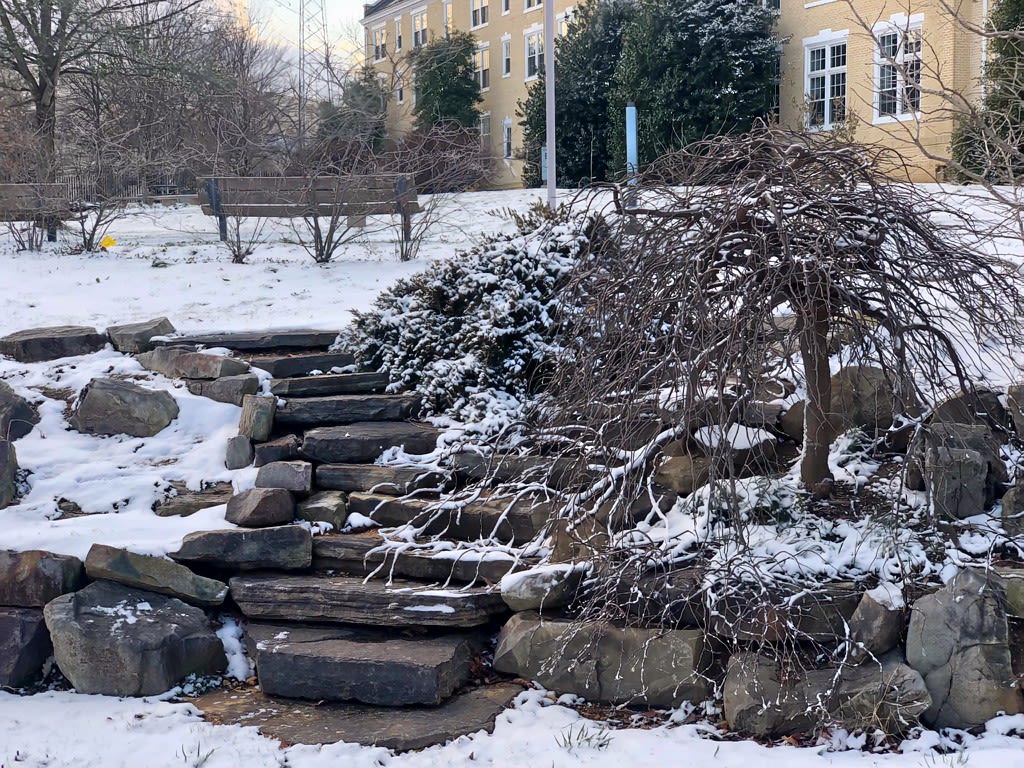A redbud covered in snow