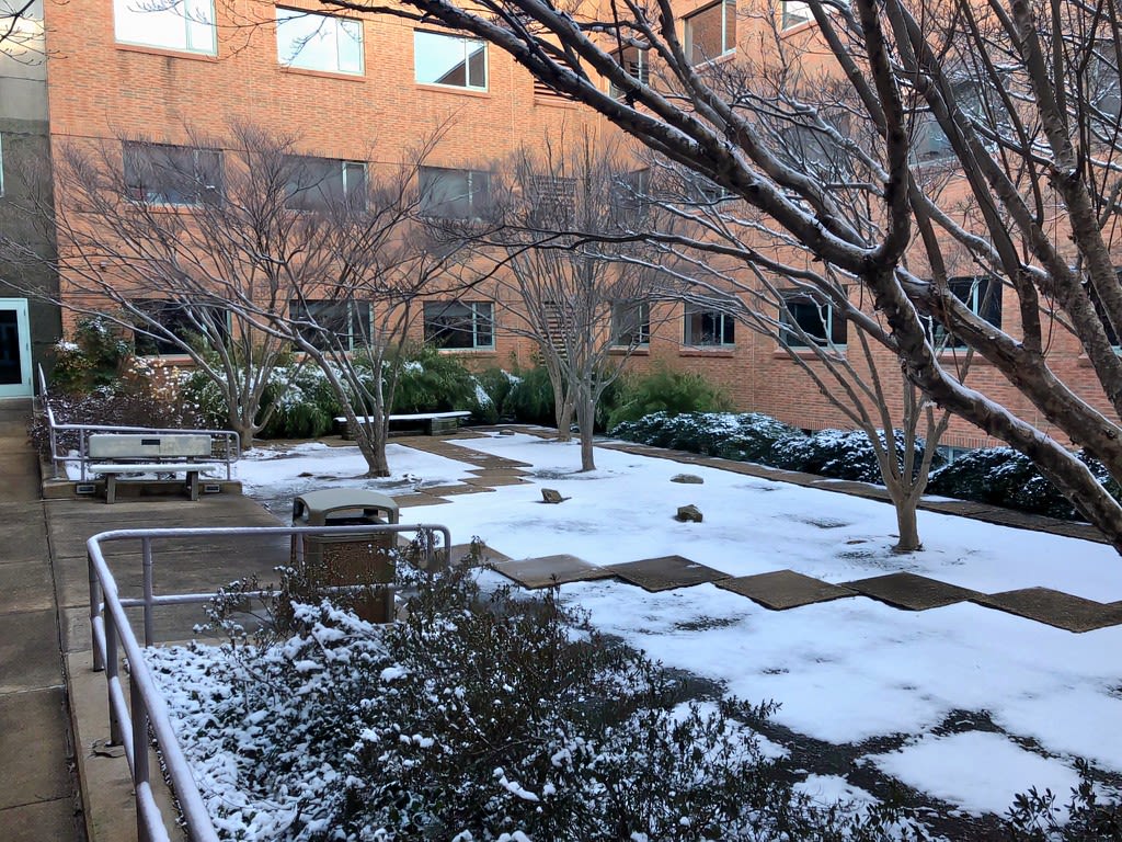 Romila Thapar Garden covered in snow