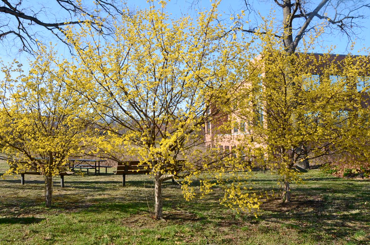 Asian Cornelian Cherry trees