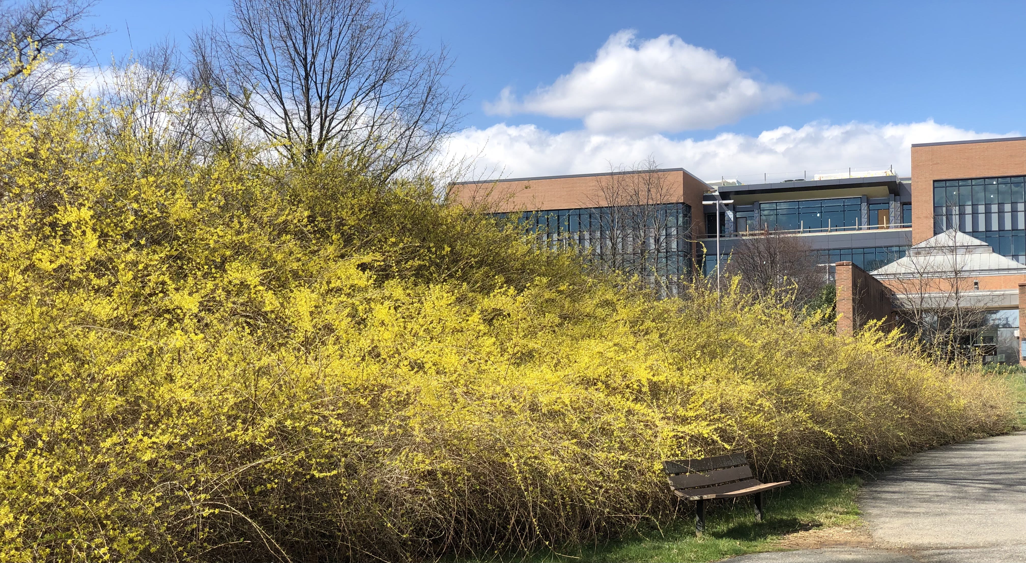 Forsythia in Russell's Knoll