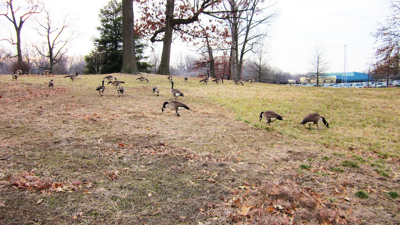 Russell's Knoll before reclaimed stones, enjoyed by geese