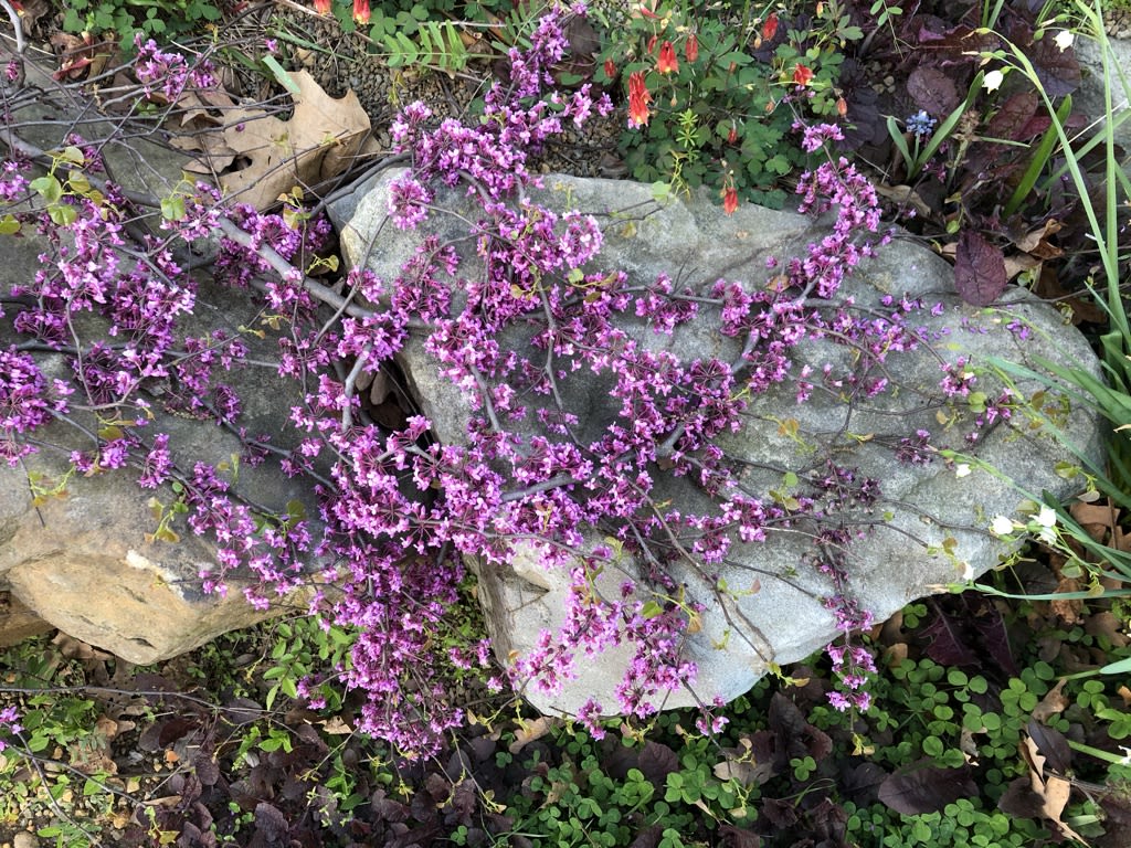 Traveler Redbox (cercis texensis 'Traveler')on a rock